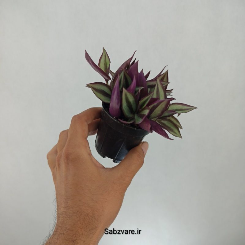 برگ بیدی زبرینا (G21619)