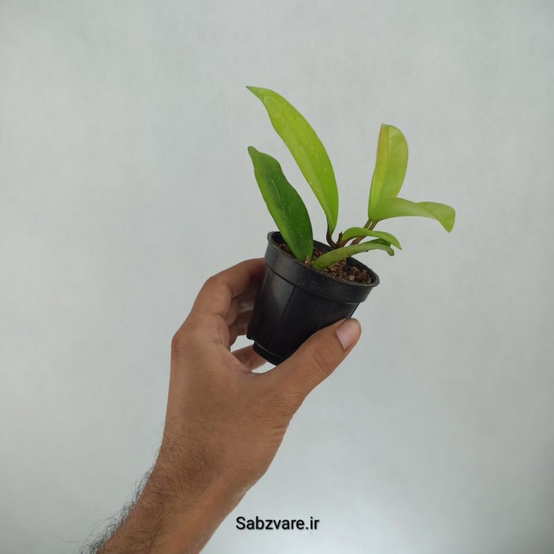 هویا پابیکالیکس (H21631)
