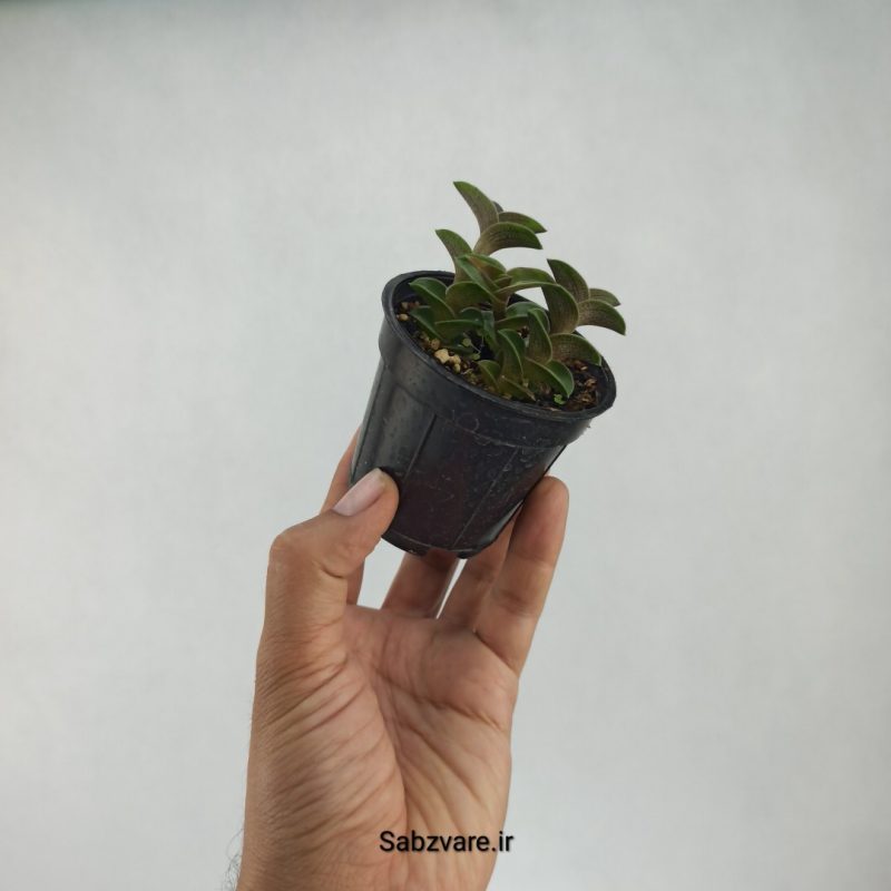 کالیسیا ناویکولاریس (H21641)