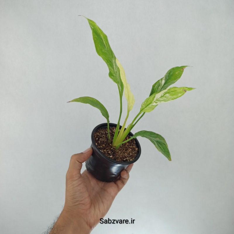 اسپاتی فیلوم ابلق چروک (I21659)