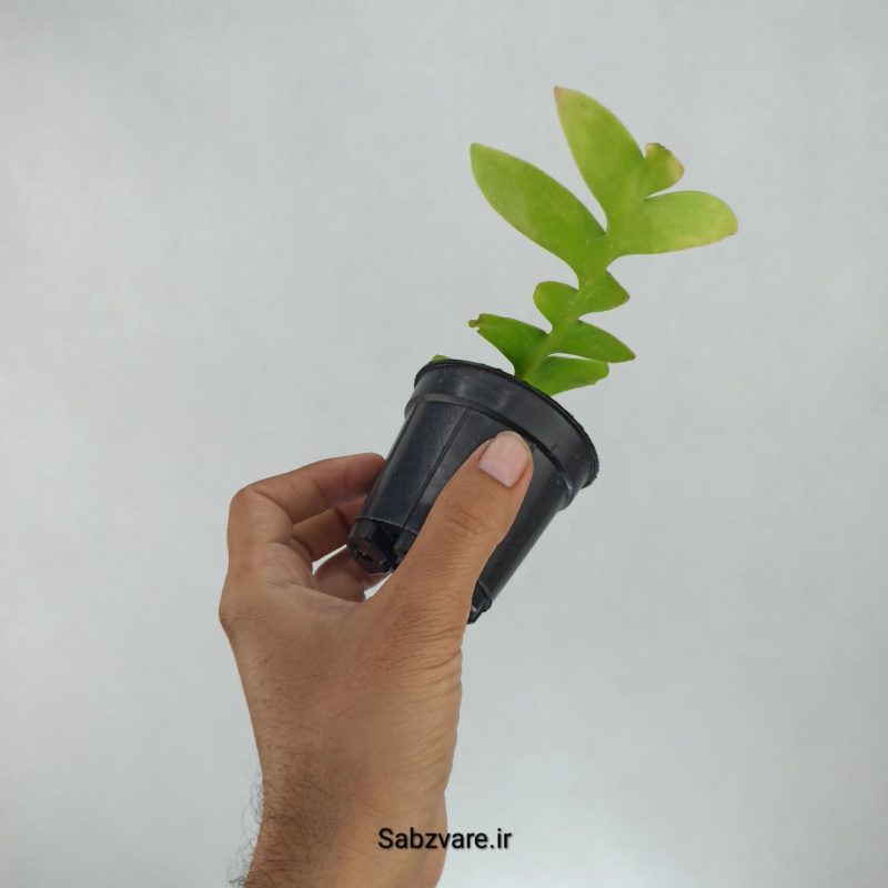 اپیفیلوم برگ سرخسی (J21671)