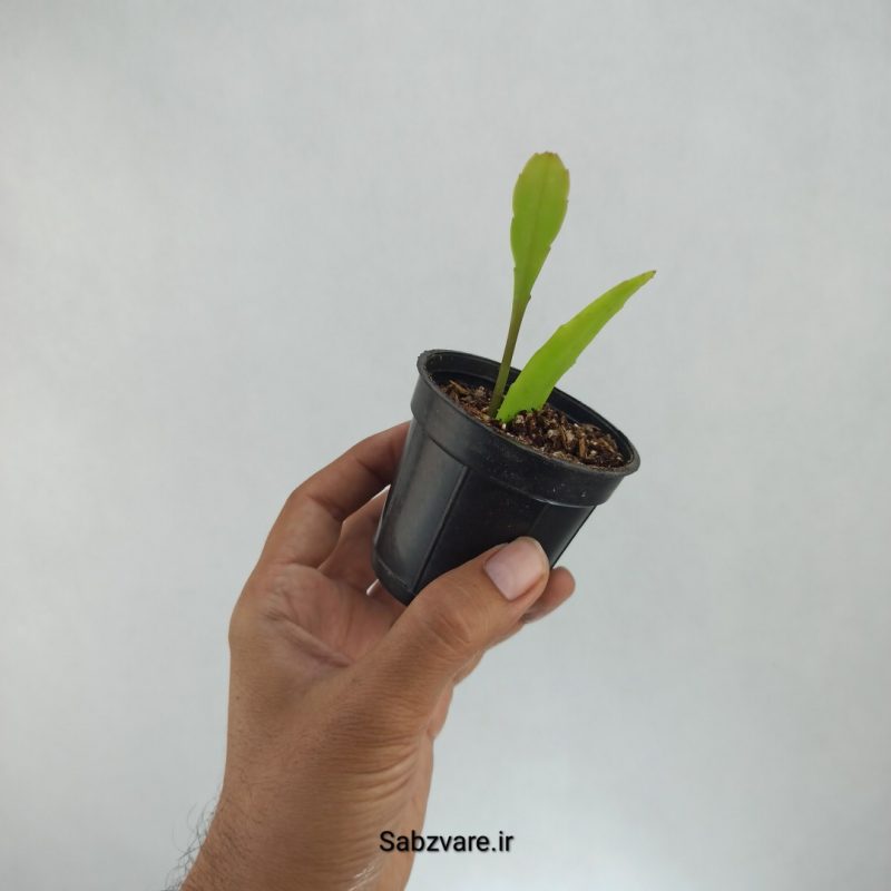 اپیفیلوم فیلانتوس (J21673)
