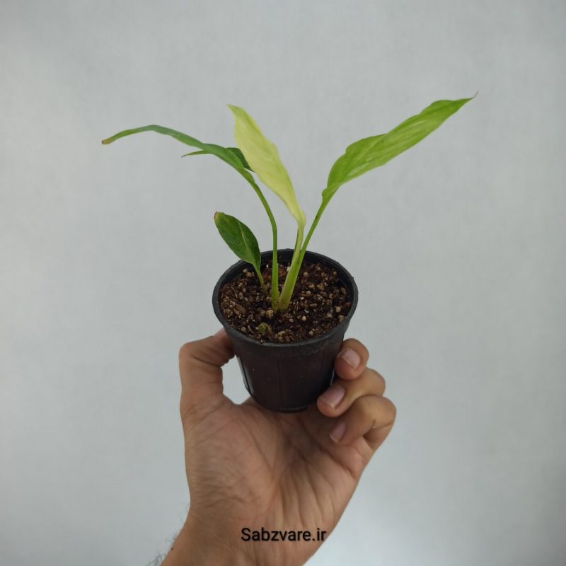 اسپاتی فیلوم ابلق چروک (J21680)