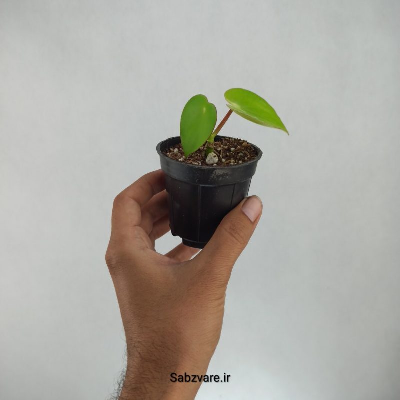 پپرومیا قطره باران (J21681)