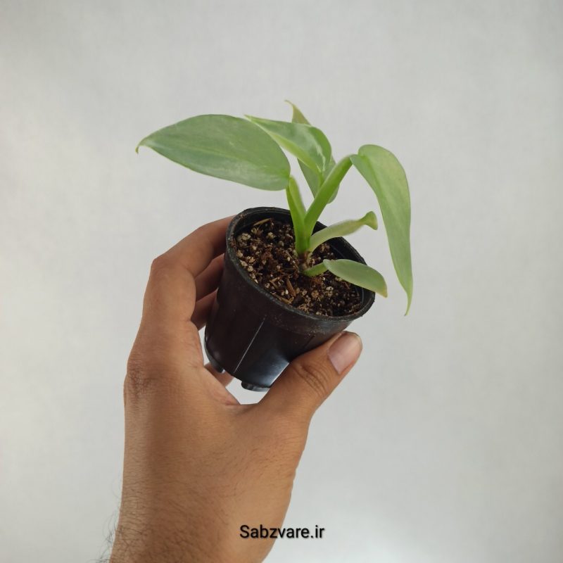 فیلودندرون سیلور (K21689)