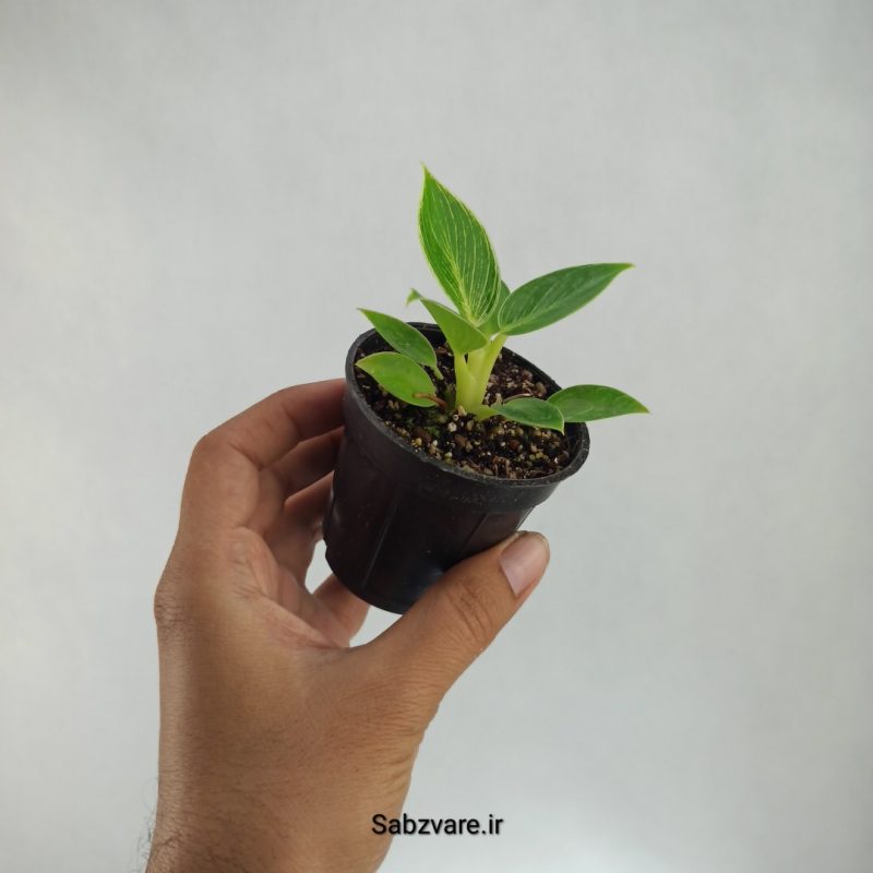 فیلودندرون برکین (K21696)
