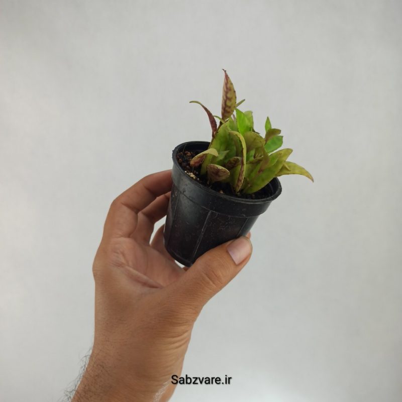 آشیانتوس لانگیکالیس (K21699)