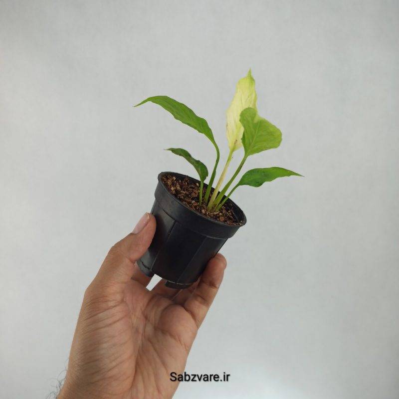 اسپاتی فیلوم ابلق چروک (K21701)