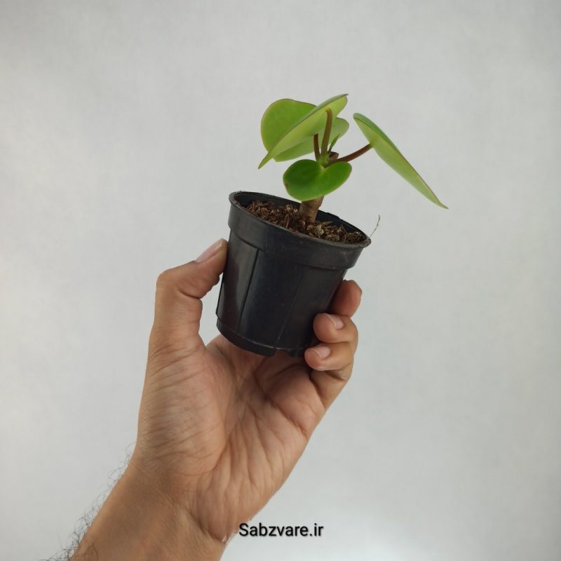 پپرومیا قطره باران (K21706)