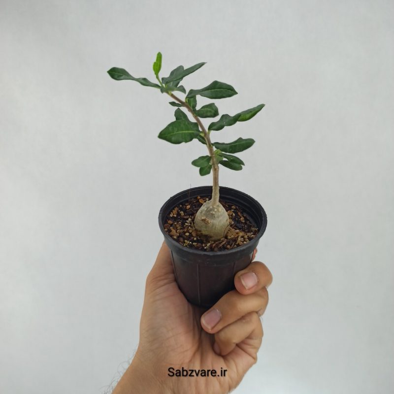 فوکیا (L21713)