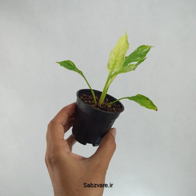 اسپاتی فیلوم ابلق چروک (L21722)