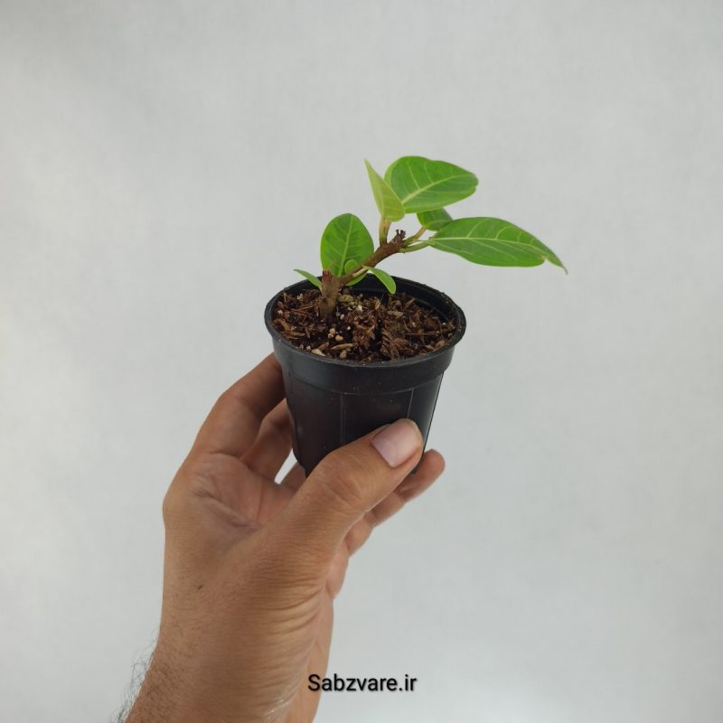 فیکوس آلتیسیما (L21729)