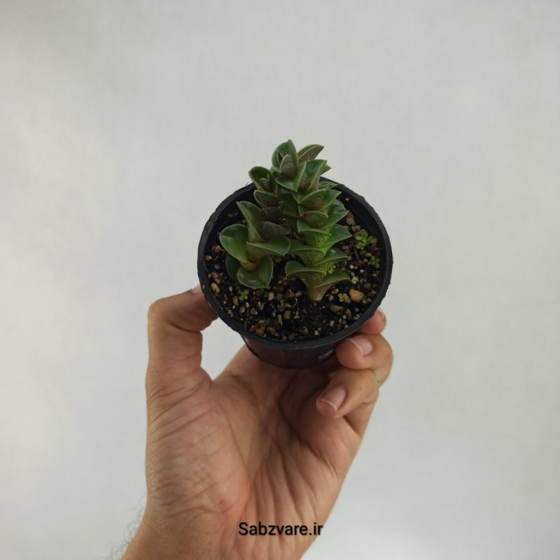 کالیسیا ناویکولاریس (M21731)