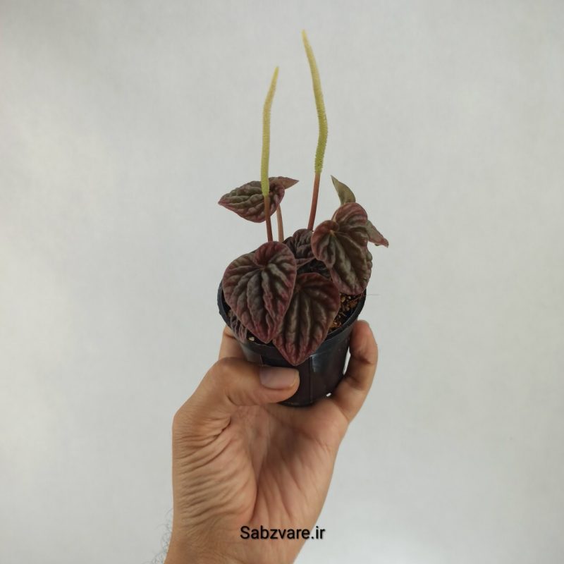 پپرومیا چروک (M21732)