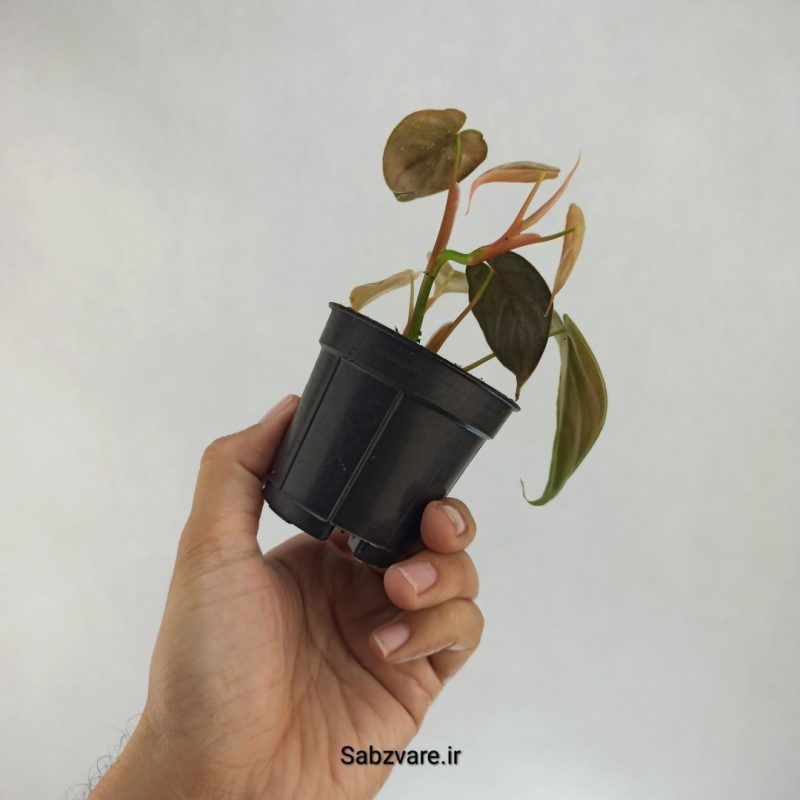 فیلودندرون برندتیانوم (M21739)