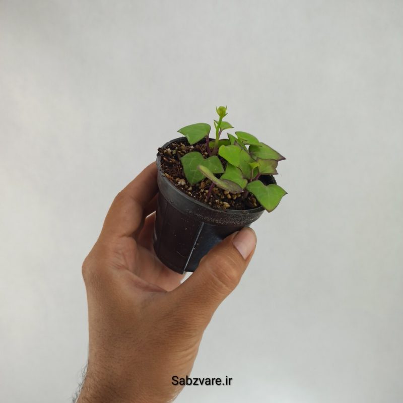 سنسیو ماکروگلسوس سبز (M21741)