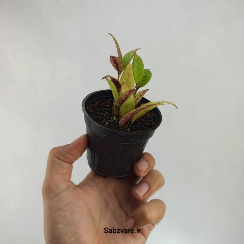 آشیانتوس لانگیکالیس (M21747)