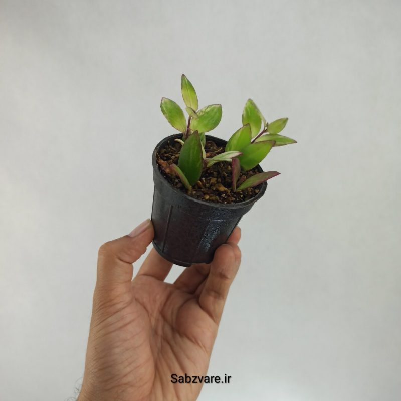 آشیانتوس رژ لبی ابلق (M21749)