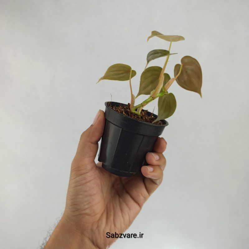 فیلودندرون برندتیانوم (N21760)
