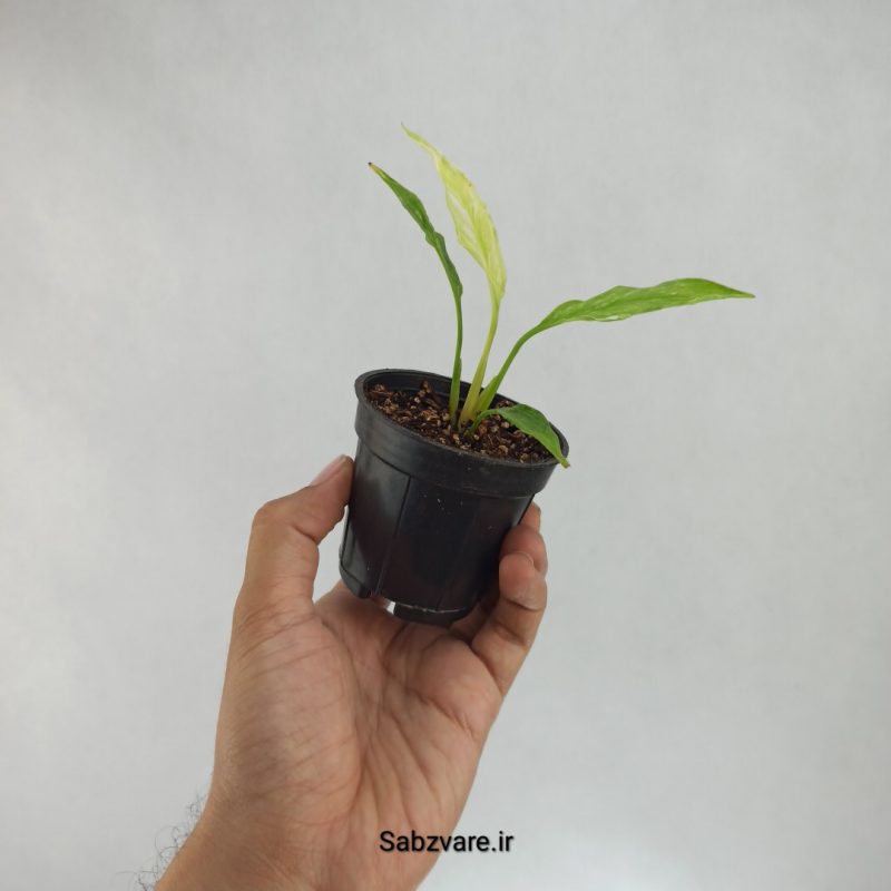 اسپاتی فیلوم ابلق چروک (N21764)