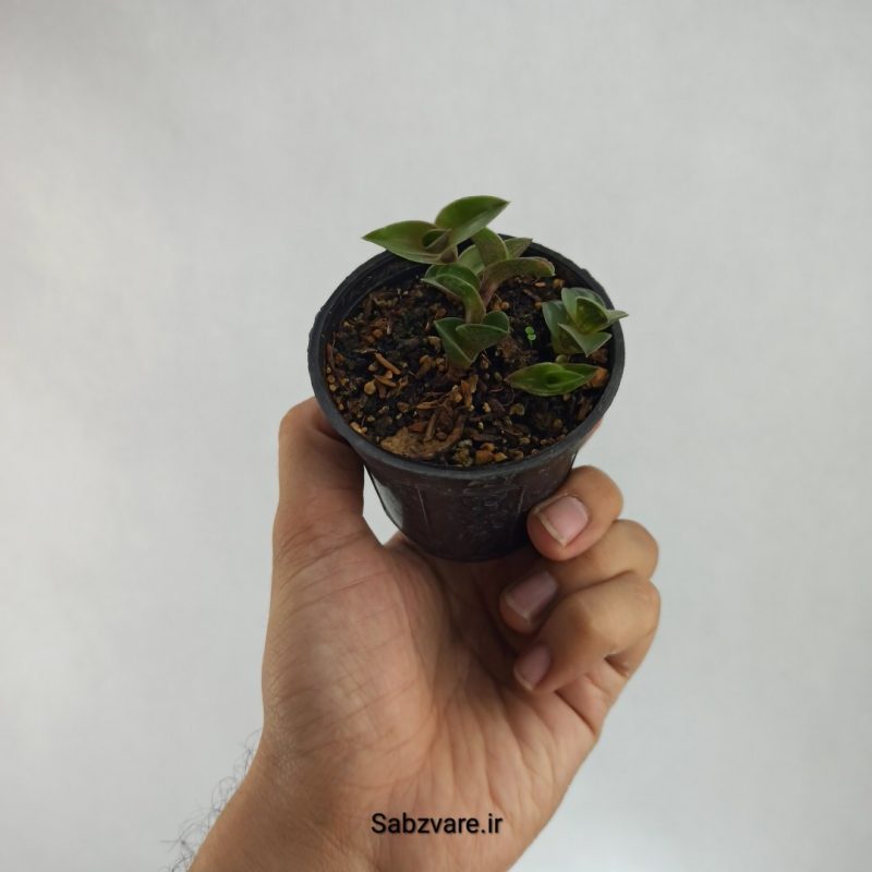 کالیسیا ناویکولاریس (N21765)