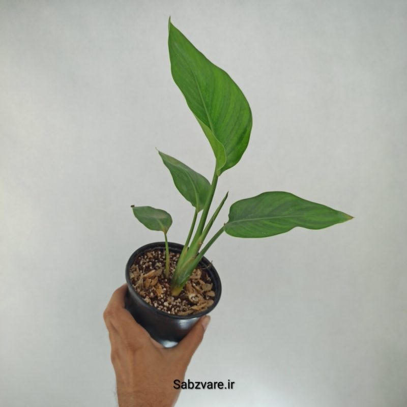 استرلیتزیا نیکولای (O21773)