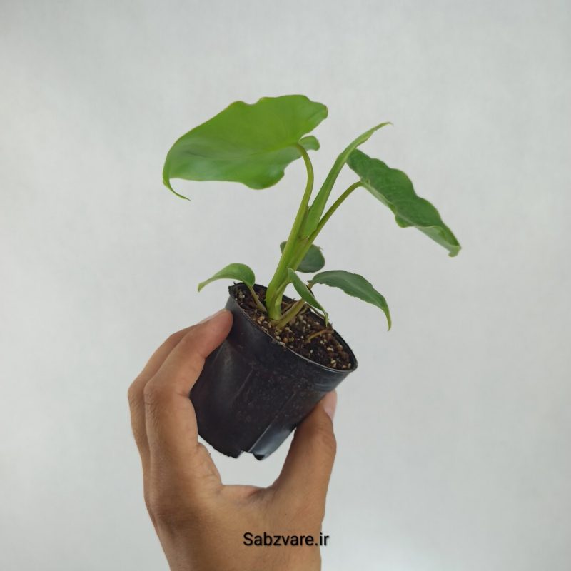 فیلودندرون برل مارکس (O21780)
