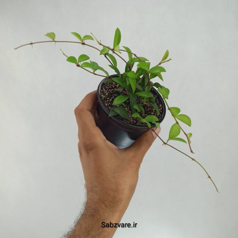 هویا مینی کنتیانا (O21783)