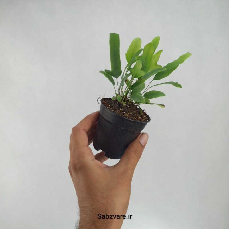 سرخس پنجه خرس (P21807)