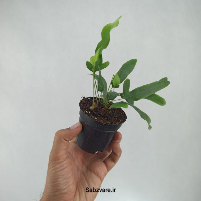 سرخس پنجه خرس (Q21831)