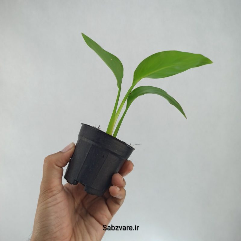استرلیتزیا نیکولای (Q21834)