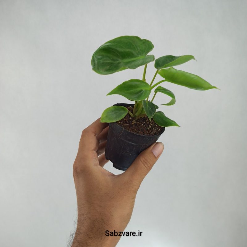 فیلودندرون برل مارکس 2 بوته (R21842)