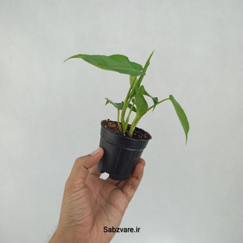 فیلودندرون برل مارکس 2 بوته (S21862)