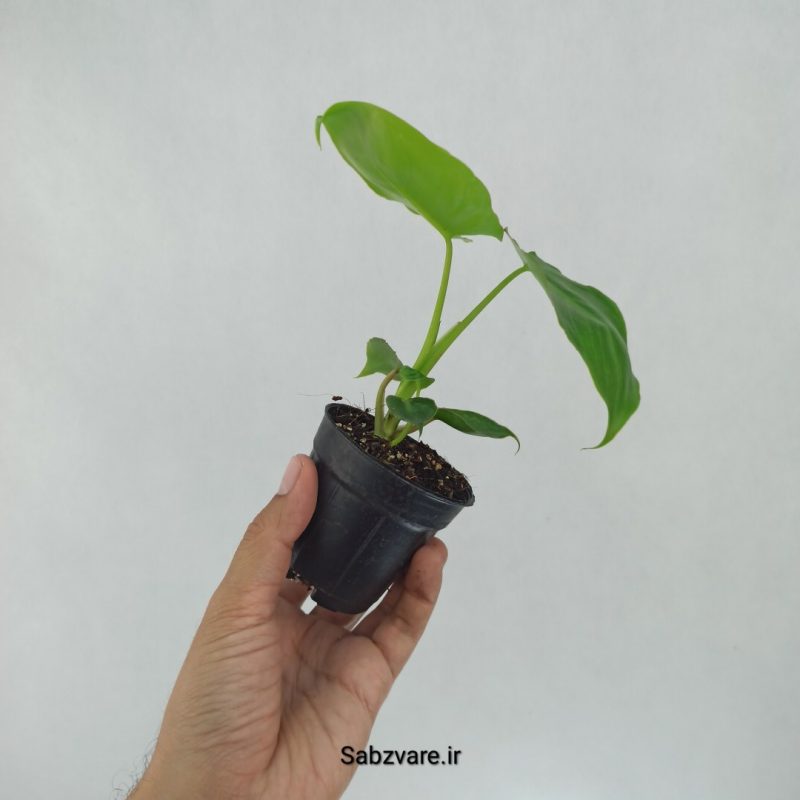 فیلودندرون برل مارکس (S21868)