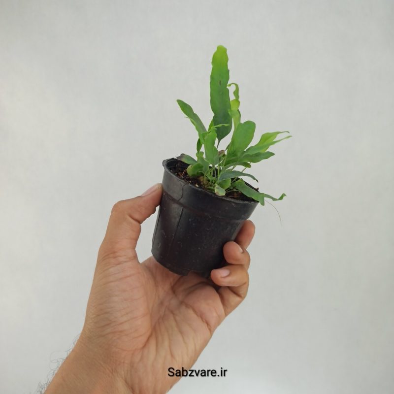 سرخس پنجه خرس (T21878)