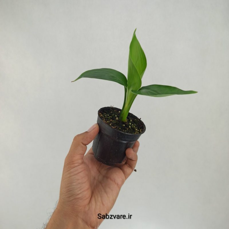استرلیتزیا نیکولای (T21882)