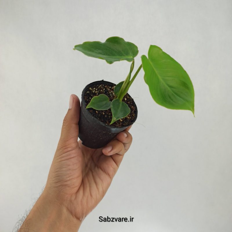 فیلودندرون برل مارکس (T21884)
