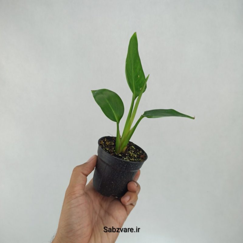 استرلیتزیا نیکولای (T21886)