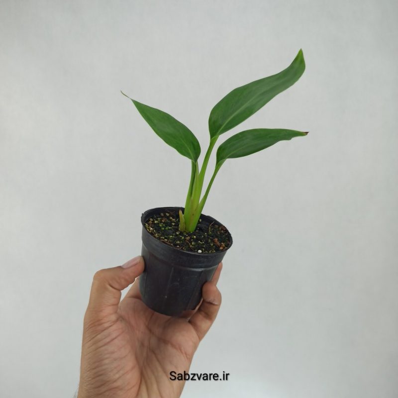 استرلیتزیا نیکولای (T21893)