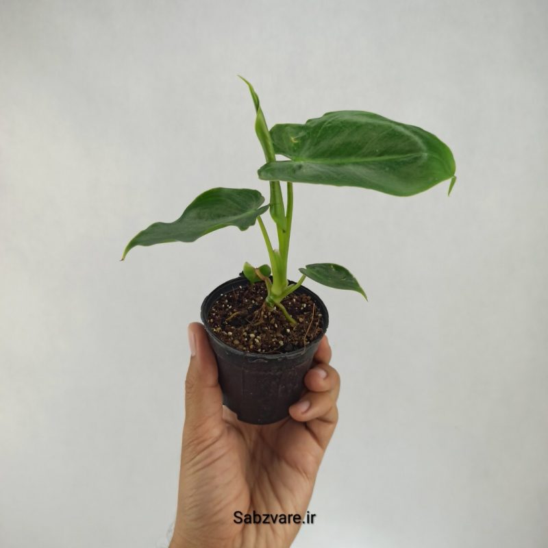فیلودندرون برل مارکس (U21900)