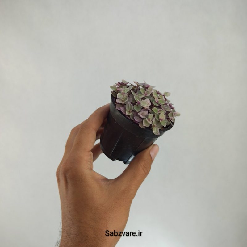 چمن کالیسیا صورتی (U21903)
