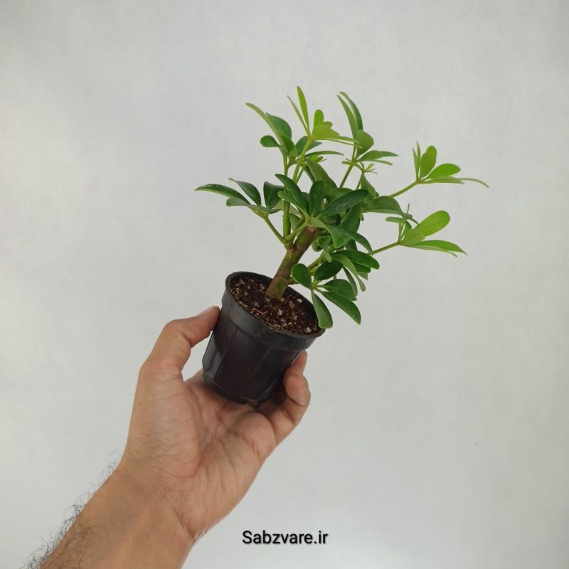 شفلرا سبز چند شاخه (W21941)