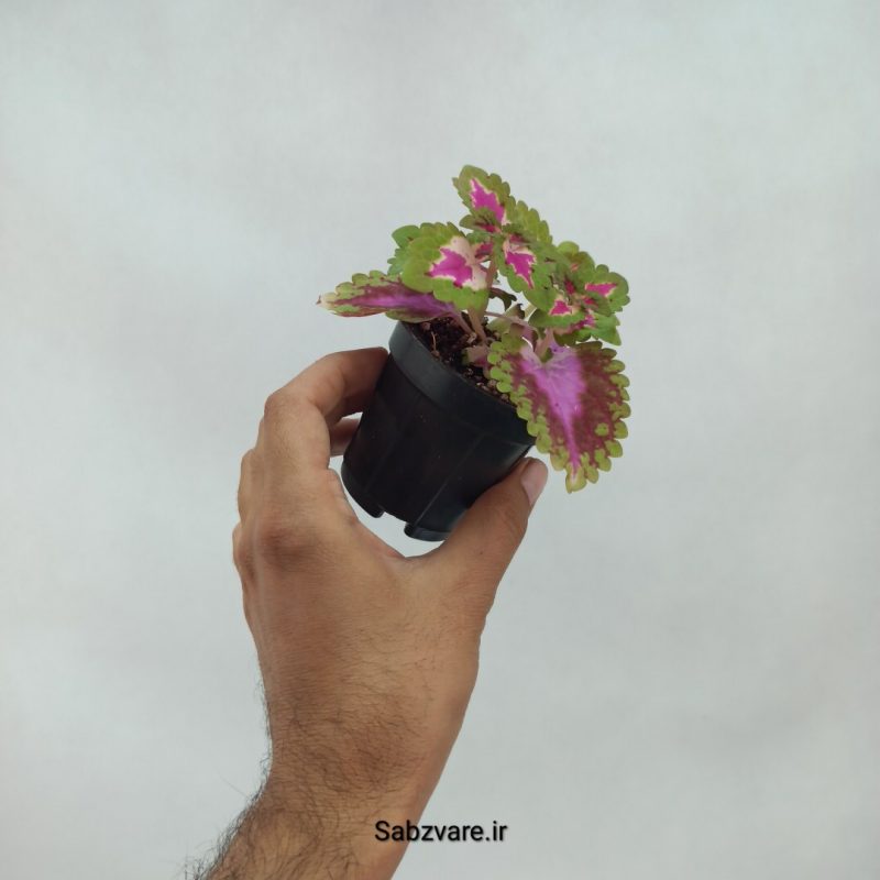 حسن یوسف فلامینگو (Y21996)