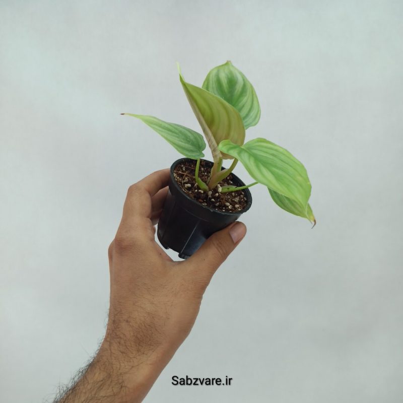 فیلودندرون مامی سیلور (Y21998)