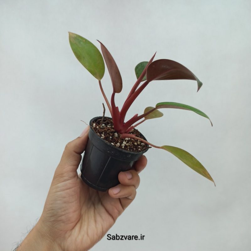 فیلودندرون رد بیوتی (Y22001)