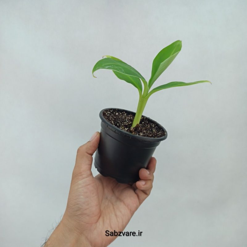 موز رقم کاوندیش پاکوتاه (Y22002)