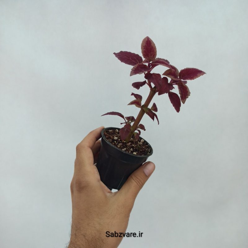 حسن یوسف رز مجیک (Z22015)