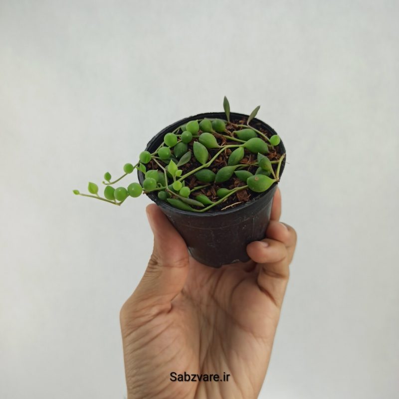 غوره ای (A22028)