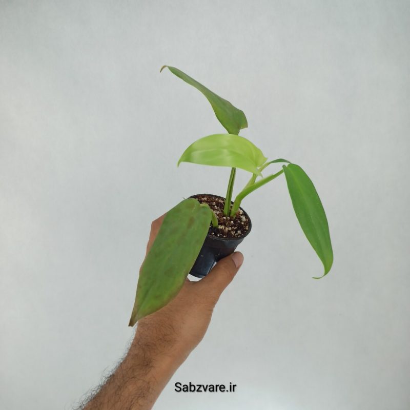 فیلودندرون برگ ویولونی (A22038)