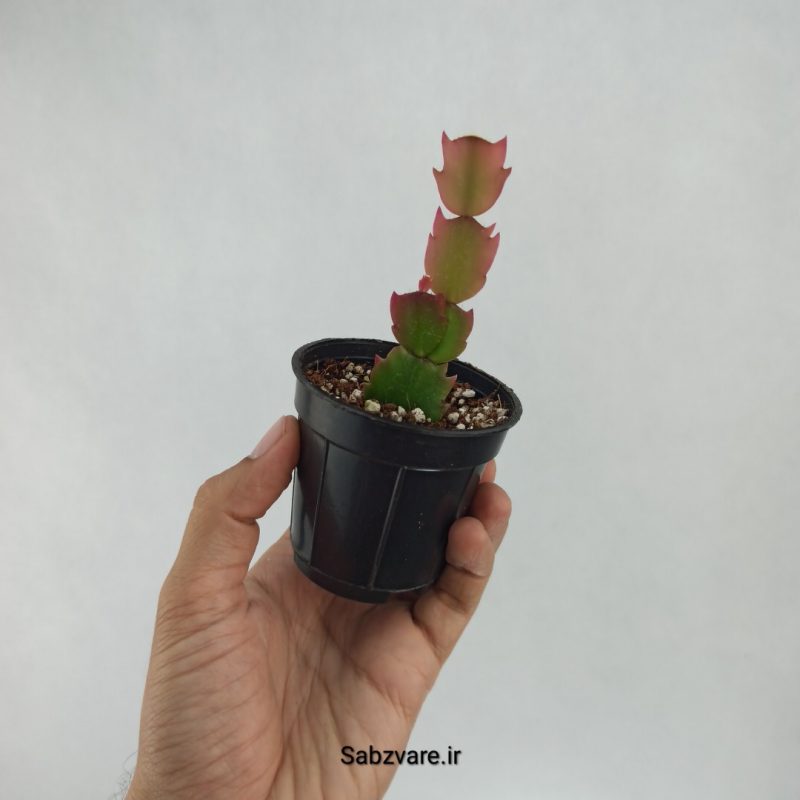 کاکتوس کریسمس (A22040)